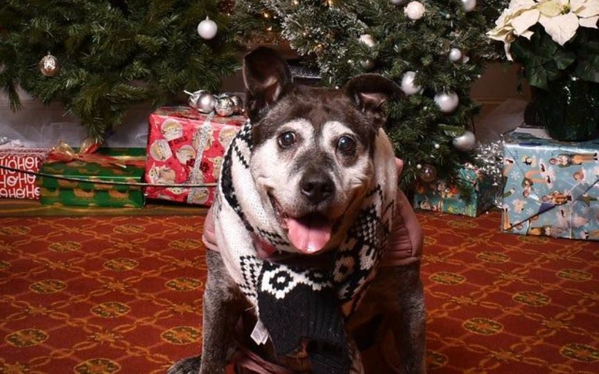 Holiday Pet & Family Photos City Theaters